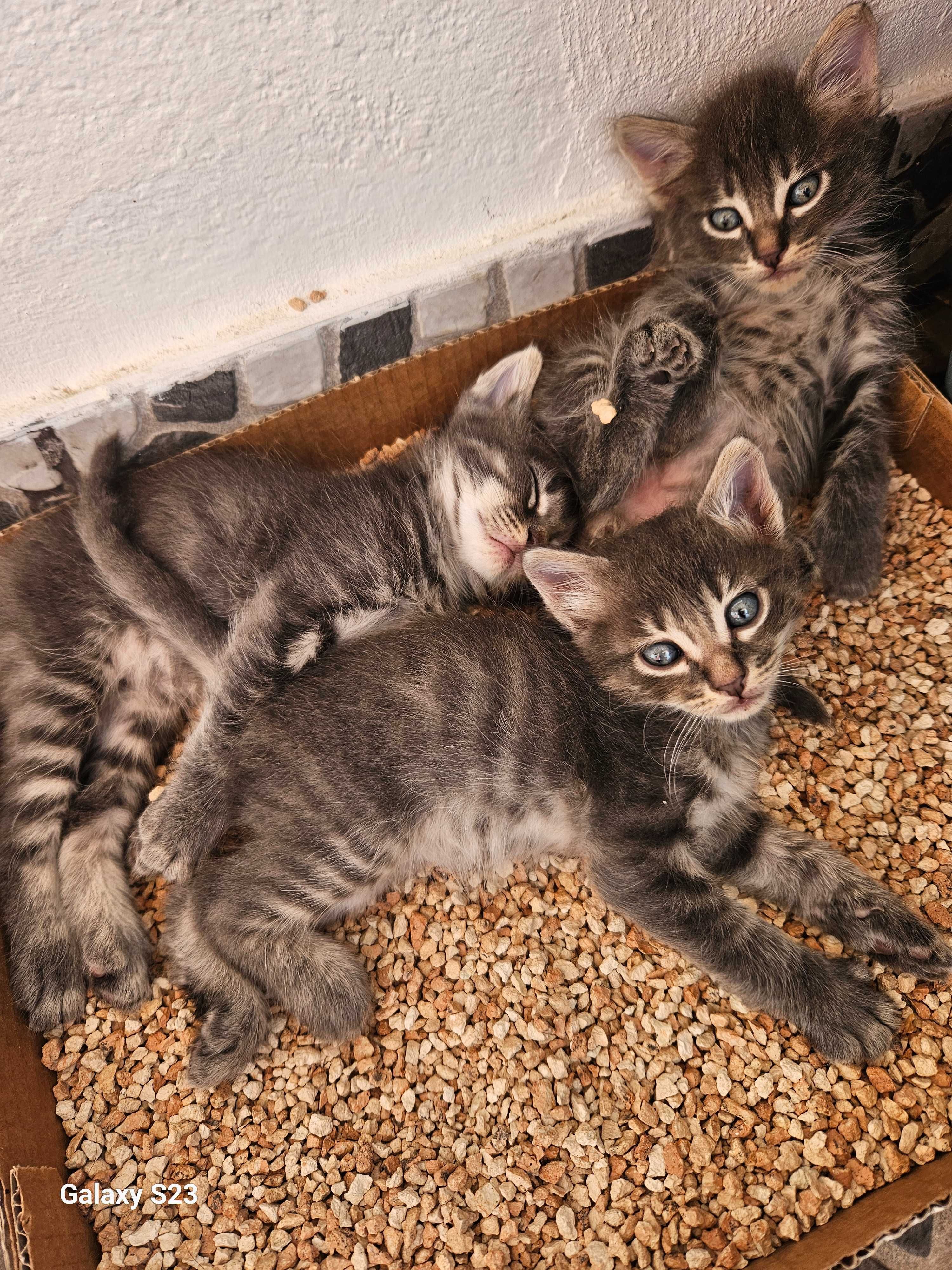 Gatinhos para adopção responsável