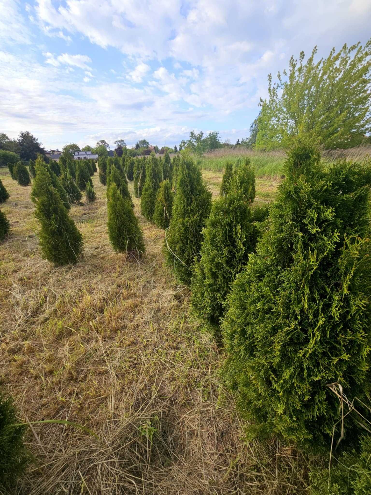 TUJE SZMARAGD OD 100- DO 120 CM =20 zł Warszawa