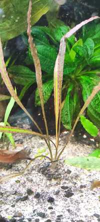 Cryptocoryne spiralis Red