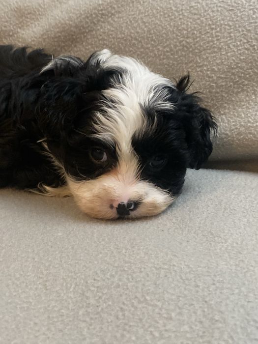 Hawańczyk sliczny piesek