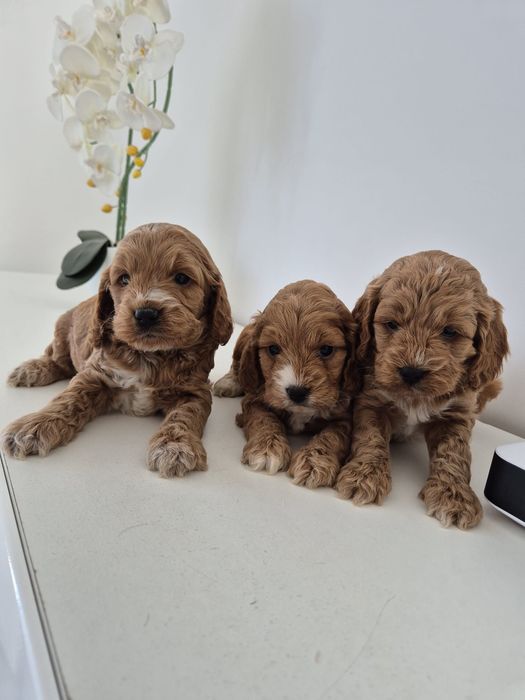 Cockapoo f1 Cocker spaniel - Pudel