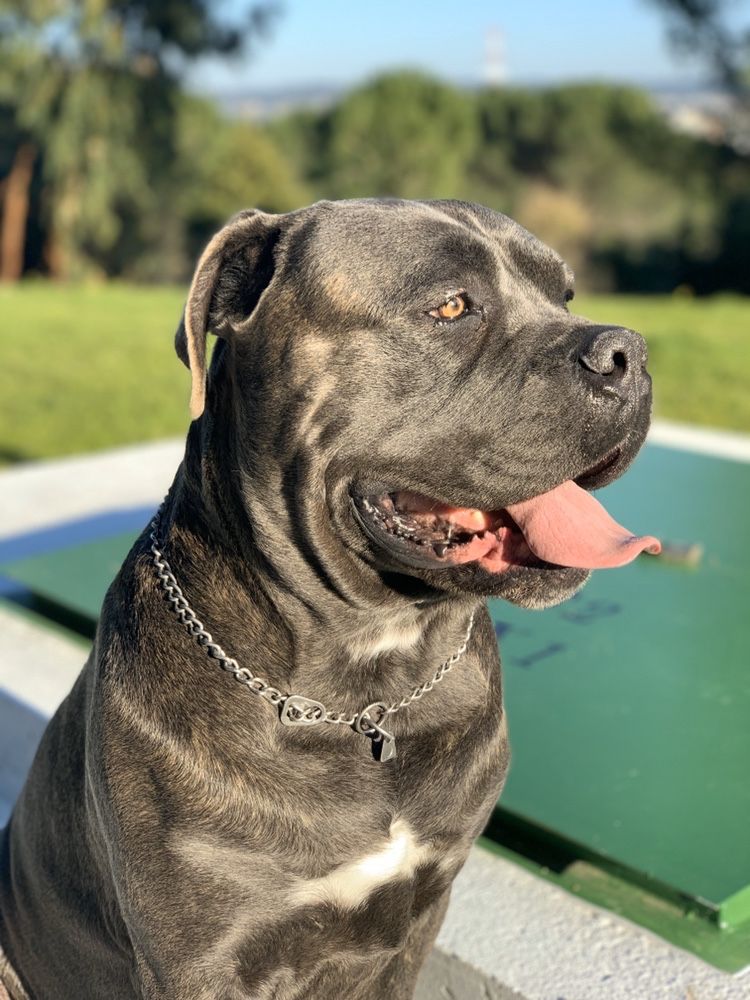 Cane corso p/acasalar