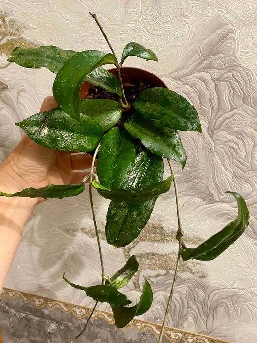 Hoya erythrina (хойя эритрина)