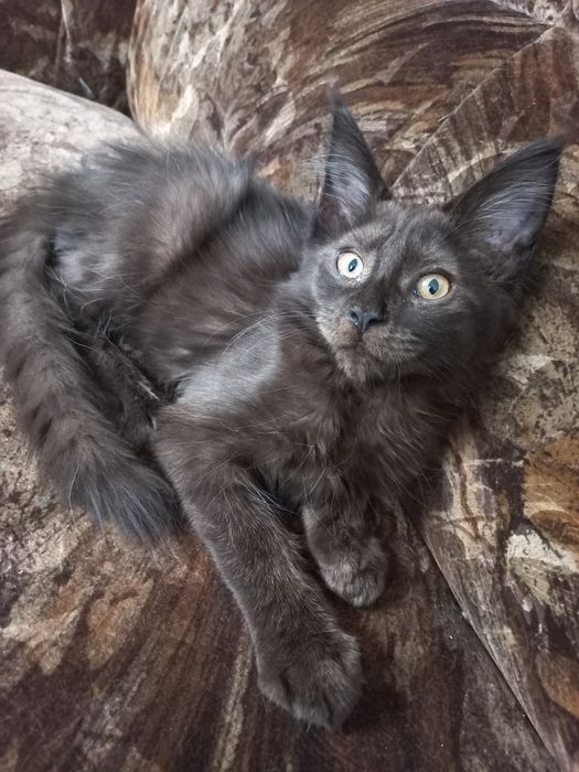 Wesoły kocurek Maine Coon