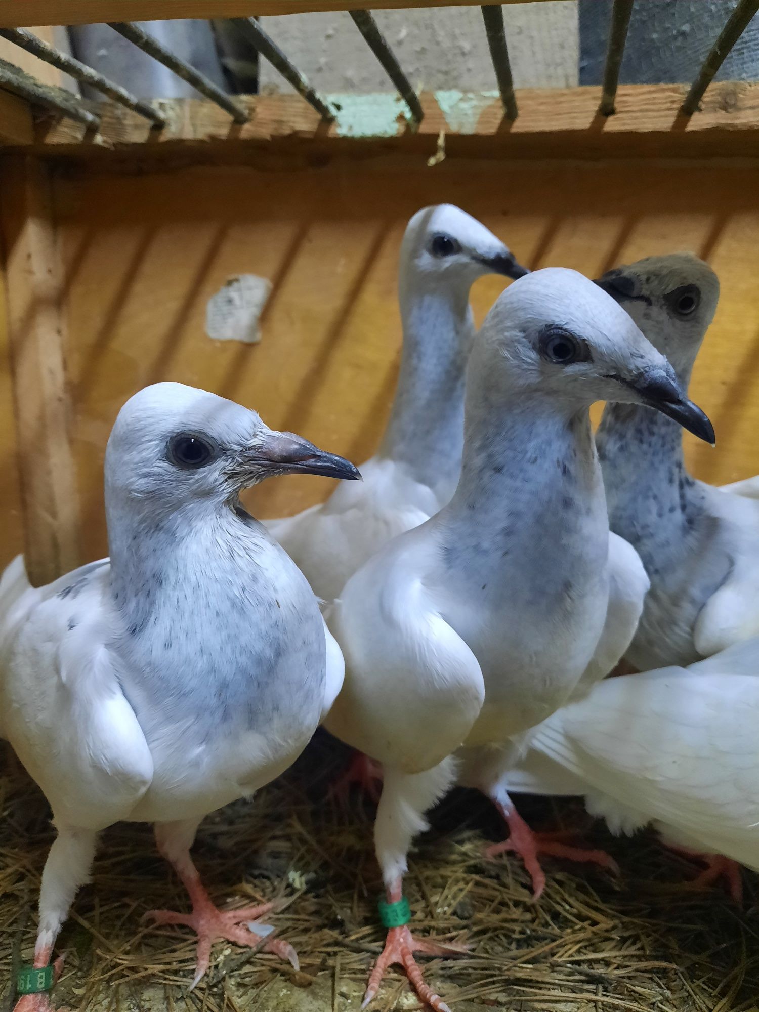 Srebrniaki wylociaki