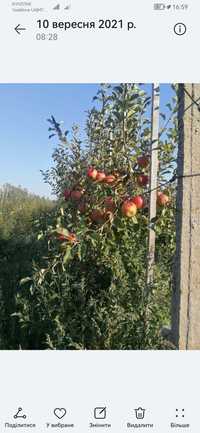 Садок яблуневий на м9