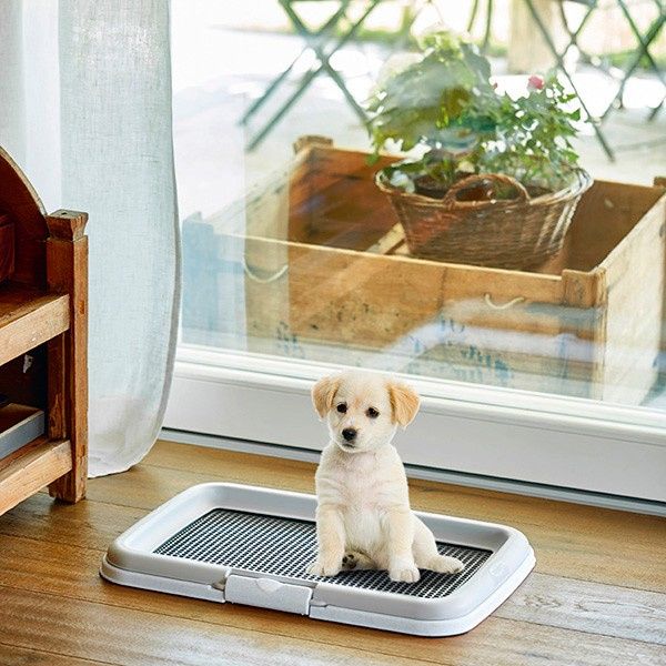 NOVO - Wc canino, puppy training pads