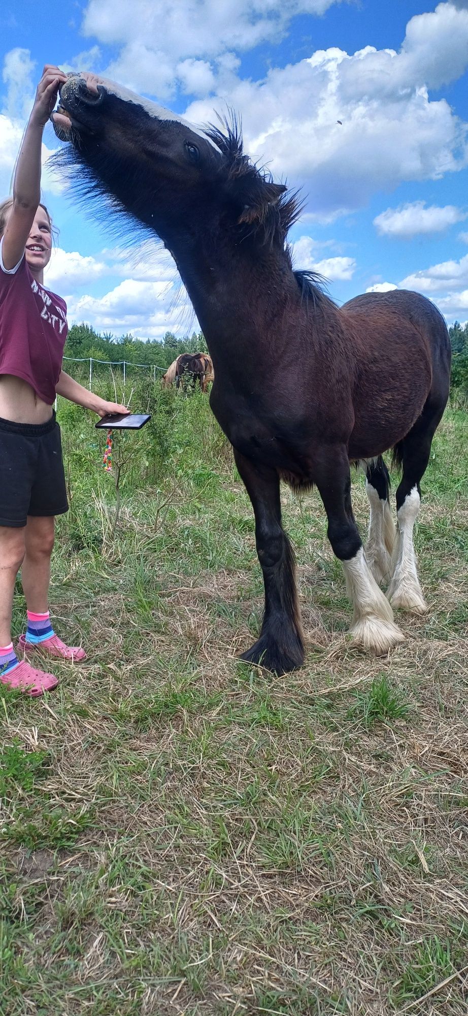 Ogierek gypsy/tinker/irish cob 6 miesięcy po championie