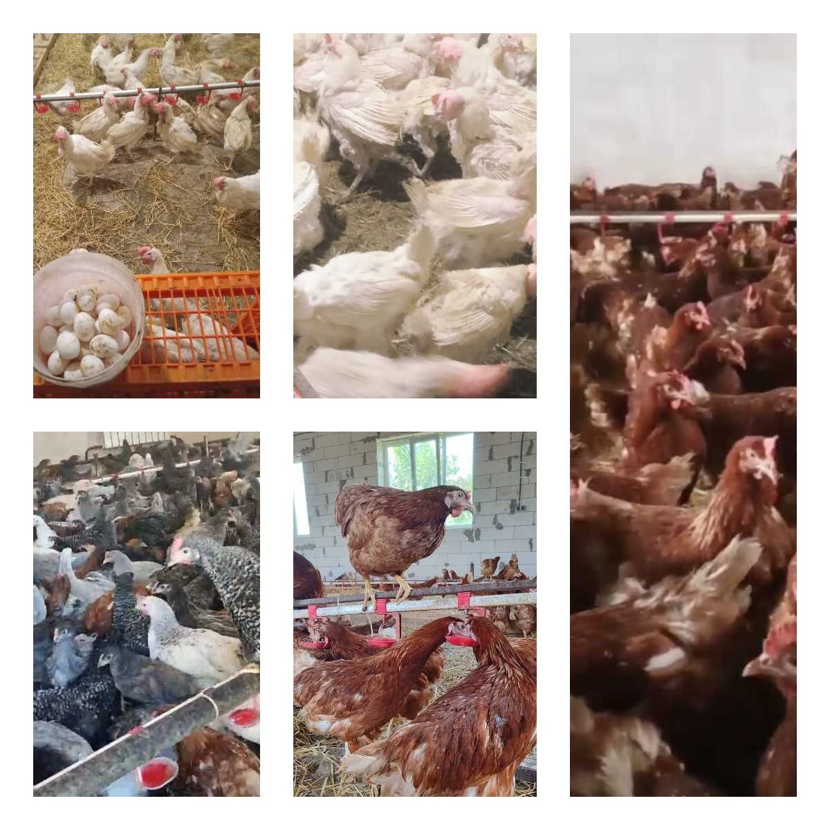 Продам кури несушки! Доставка безкоштовна. Лубни!