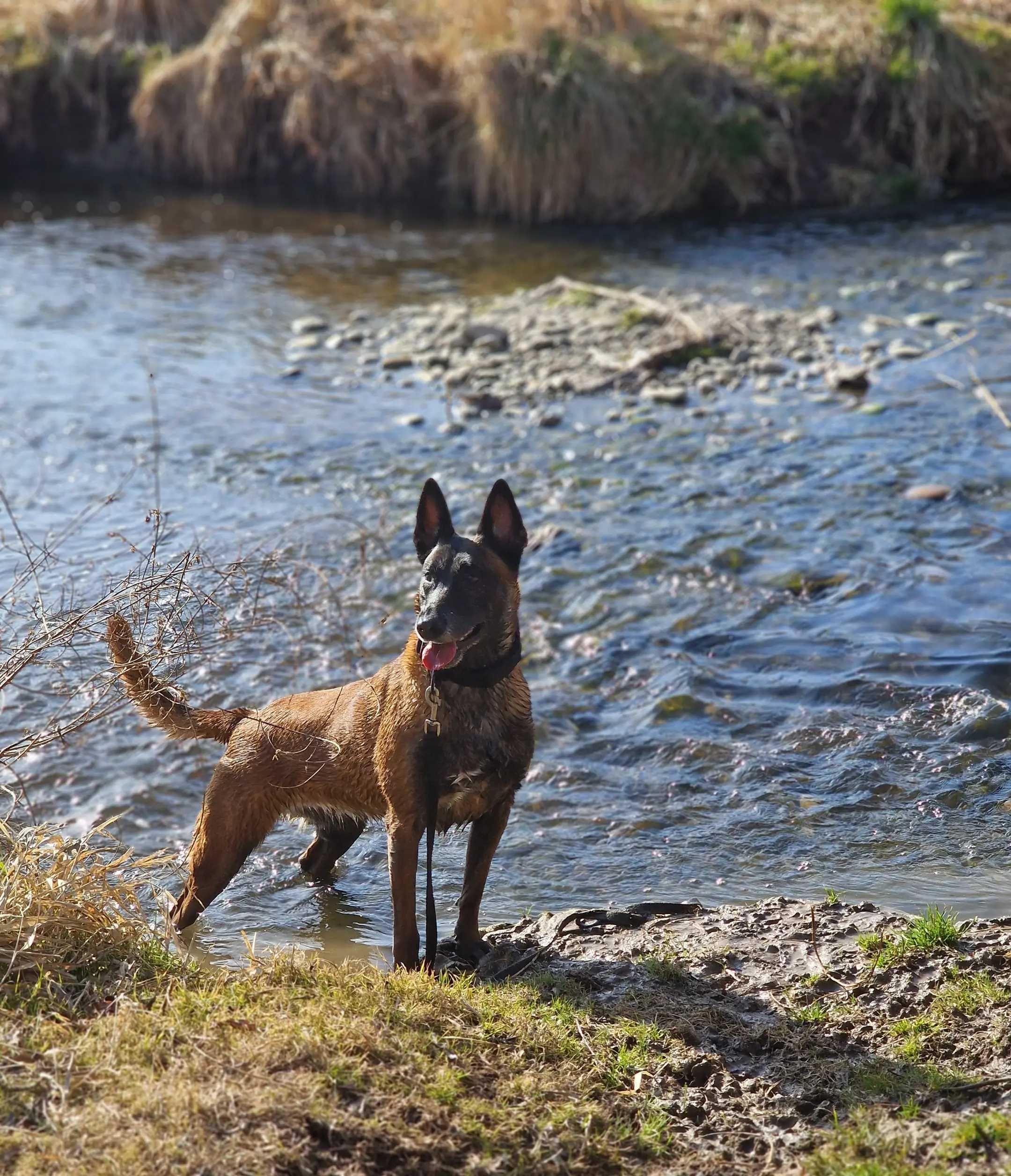 Owczarek belgijski Malinois FCI-piesek