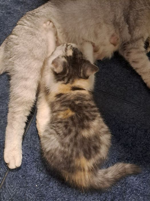 Котята  шиншилла