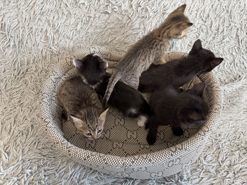 Отдам Котят в хорошие руки
