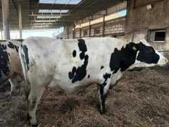 Jałówki wysokocielne