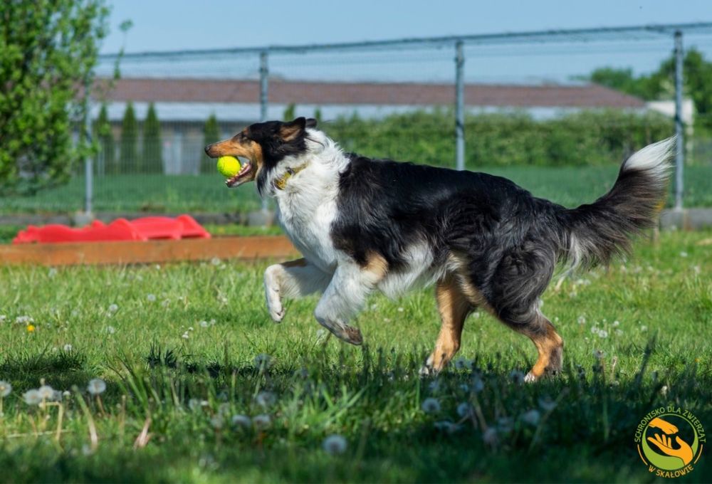 Max owczarek szkocki do adopcji