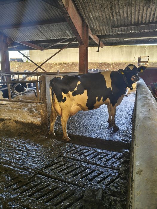 Krowy, pierwiastk,i HF, jałówki,jałowice