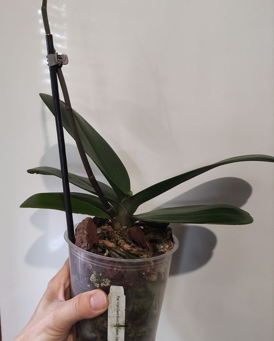 Орхідея Чері бомб метелик