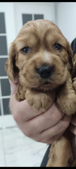 Piesek,samiec, chłopak.Cocker spaniel angielski.