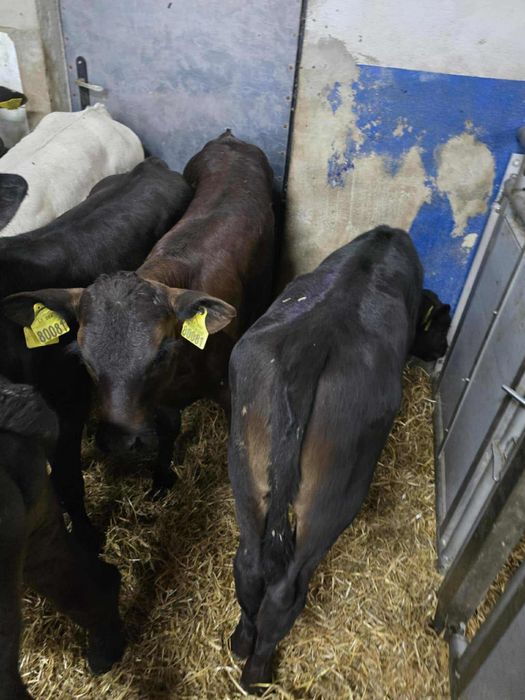 Sprzedam 12 jałówek samodzielnych dostawa cała Polska