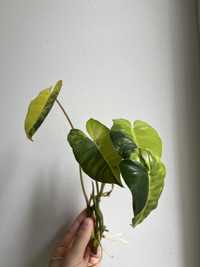 Philodendron Filodendron Burle Marx Variegata