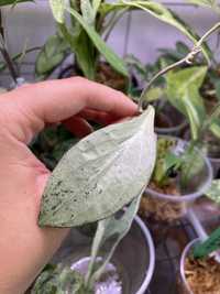 Hoya new guinea ghost