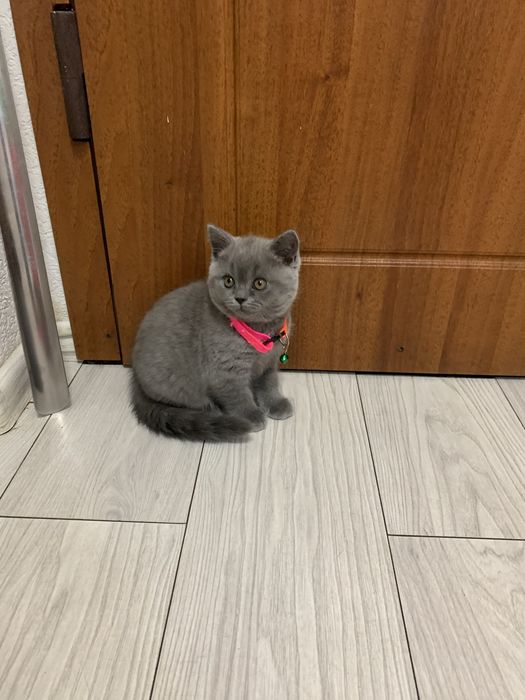 Кошечка шотландская прямоухая