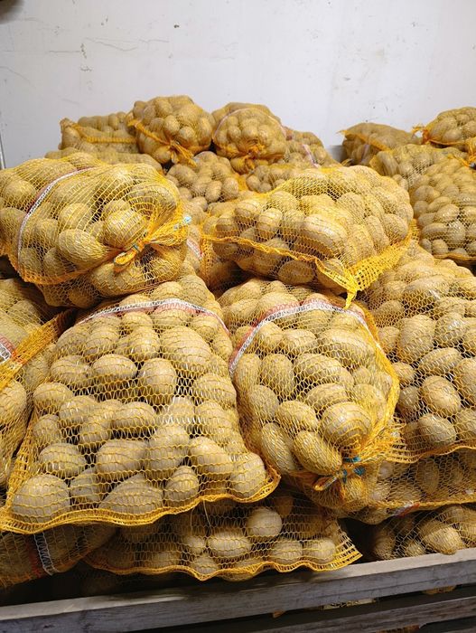 Sprzedam ziemniaki LILI