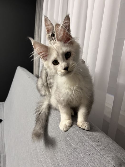 Diesel kocurek Maine Coon, rodowód FPL - rezerwacja