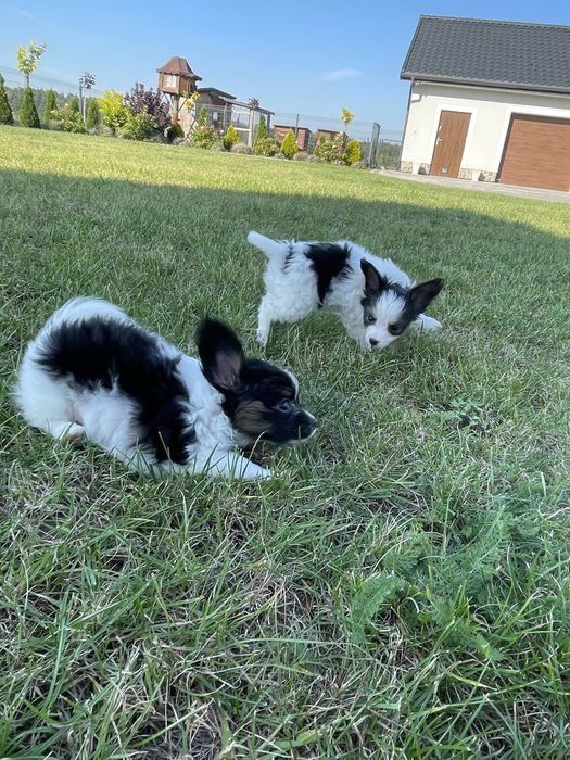 Papillion suczka po champinach