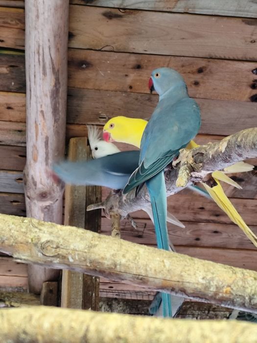 Papugi aleksandretty obrożne