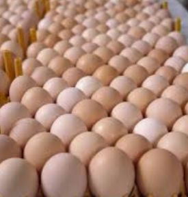 Бройлерні інкубаційні яйця