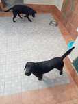 Oferece dois Labradores