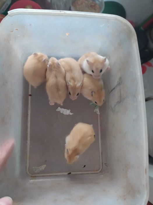 Хомяки джунгарики