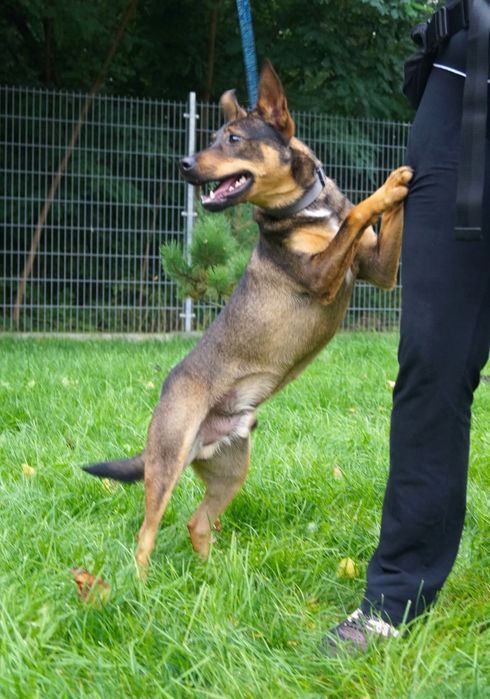 Mały Aviko do adopcji