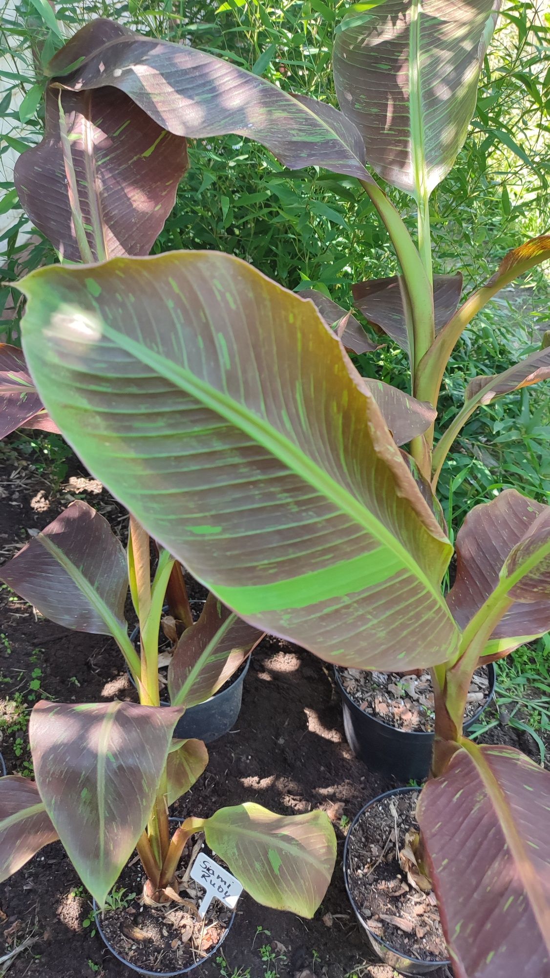 Bananowiec Musa Siam Ruby