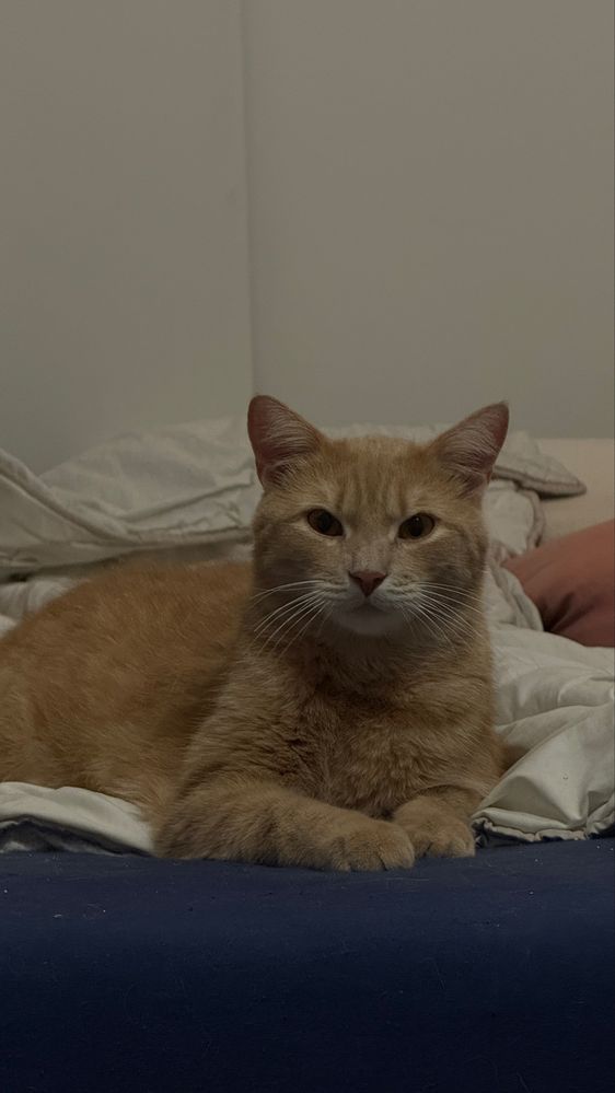 Rudy i czarny Dwa swietne kotki