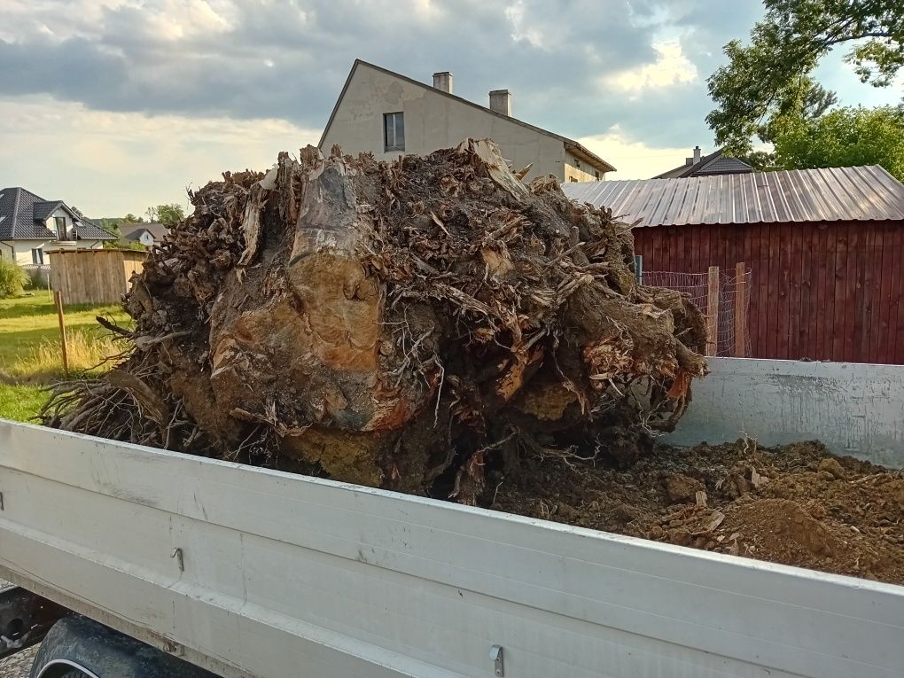 Duży korzeń lipy na rzeźbę