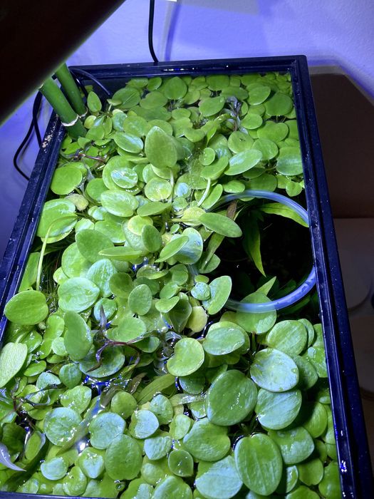 Limnobium laevigatum -  Planta flutuante