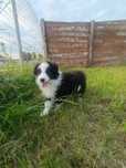Piesek Border Collie