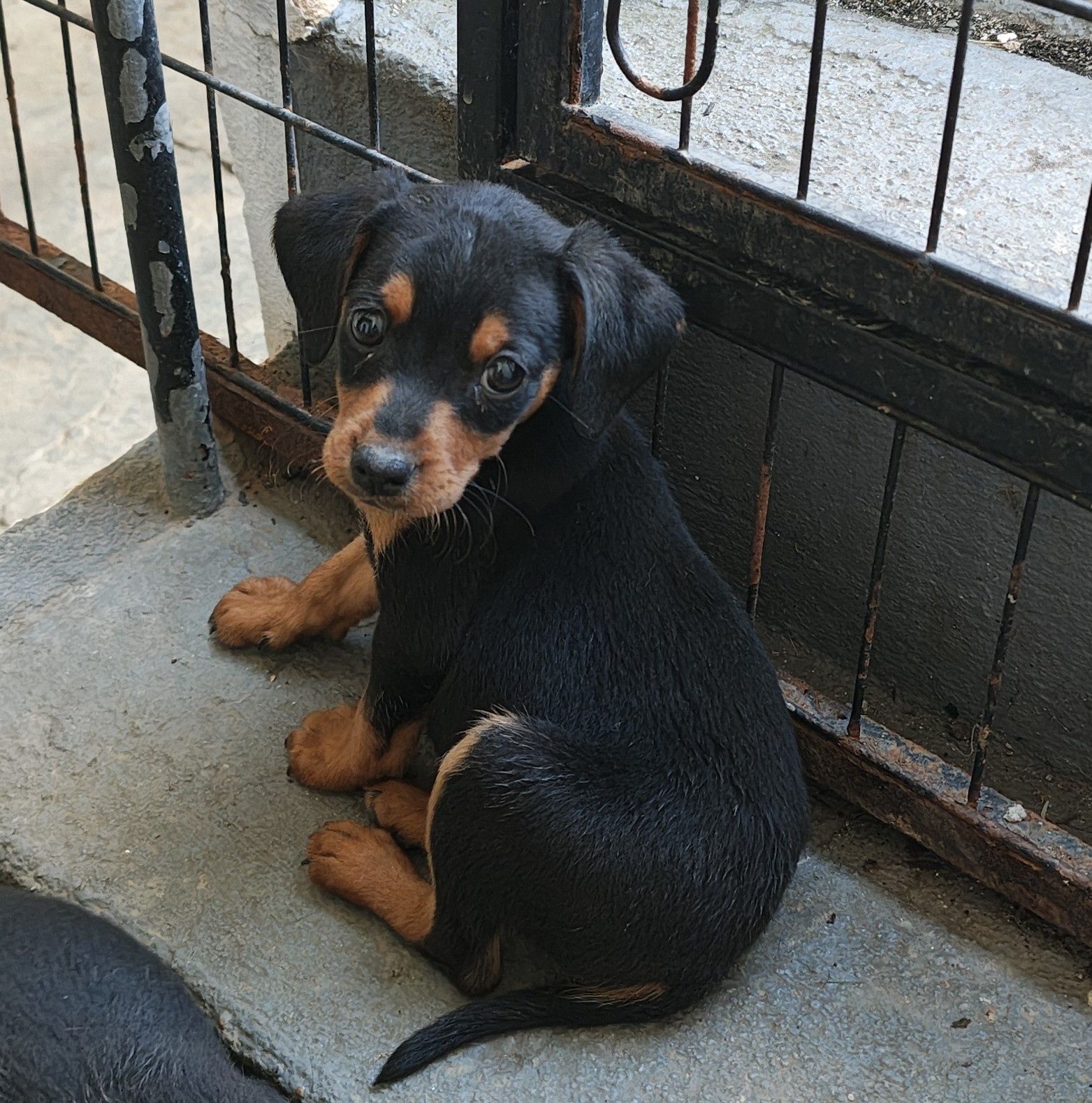 Pinscher  cavalinho macho puro