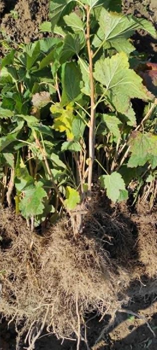 Sadzonki porzeczki czarnej TIBEN