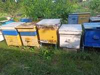 Продам пасіку бджоло сім'ю бджоли