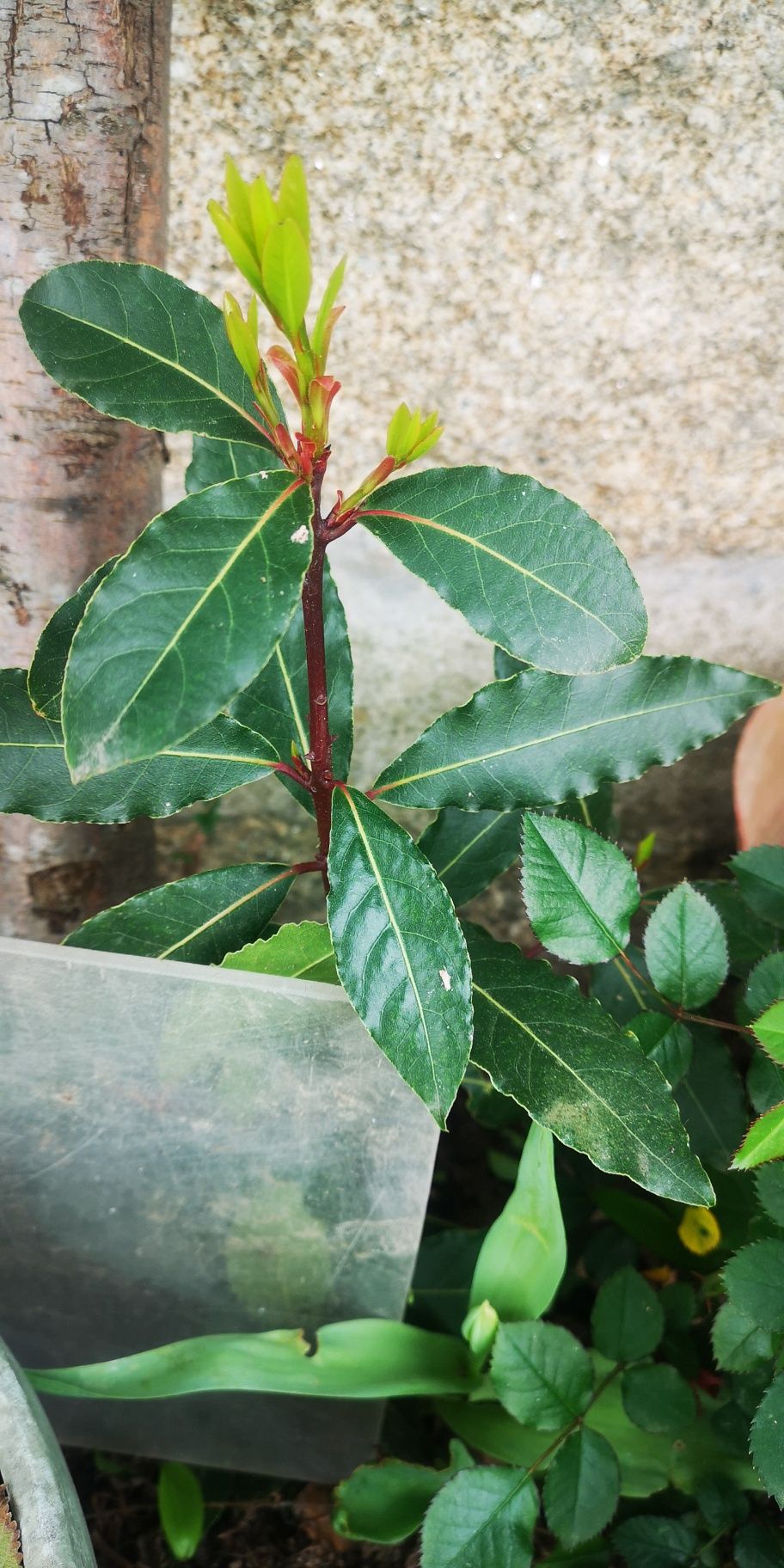 Loureiro plantas aromaticas