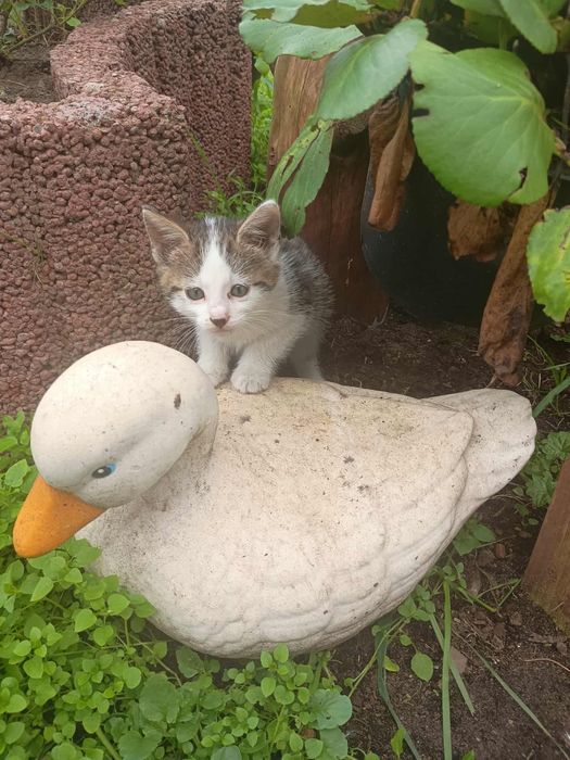 Oddam kotki w dobre ręce