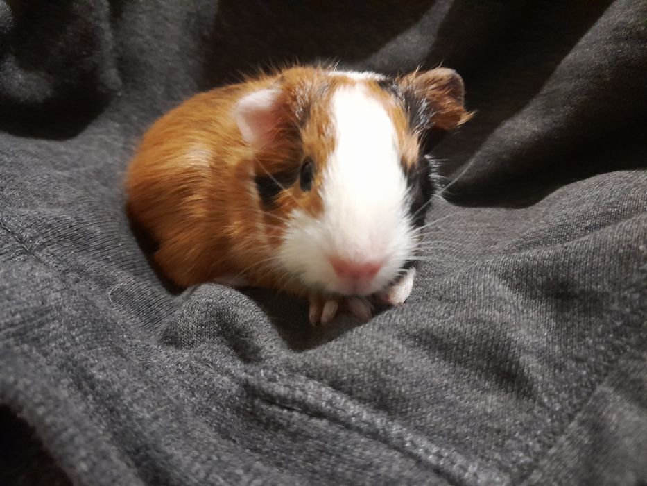 Морська свинка. Ручна