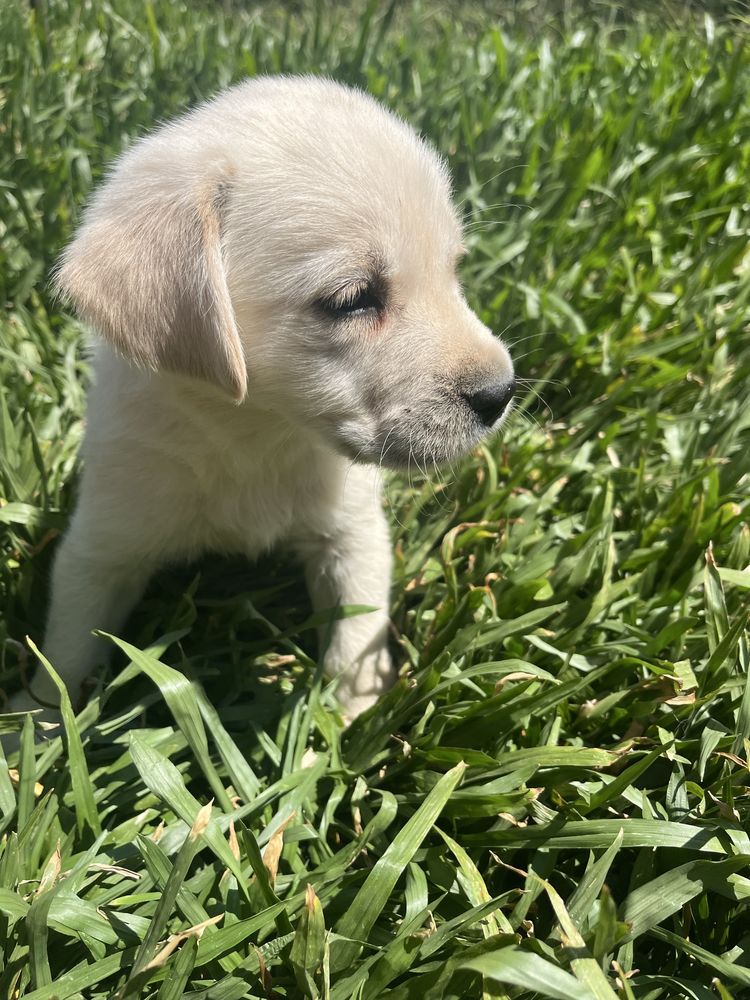 Bebe labrador retrivier