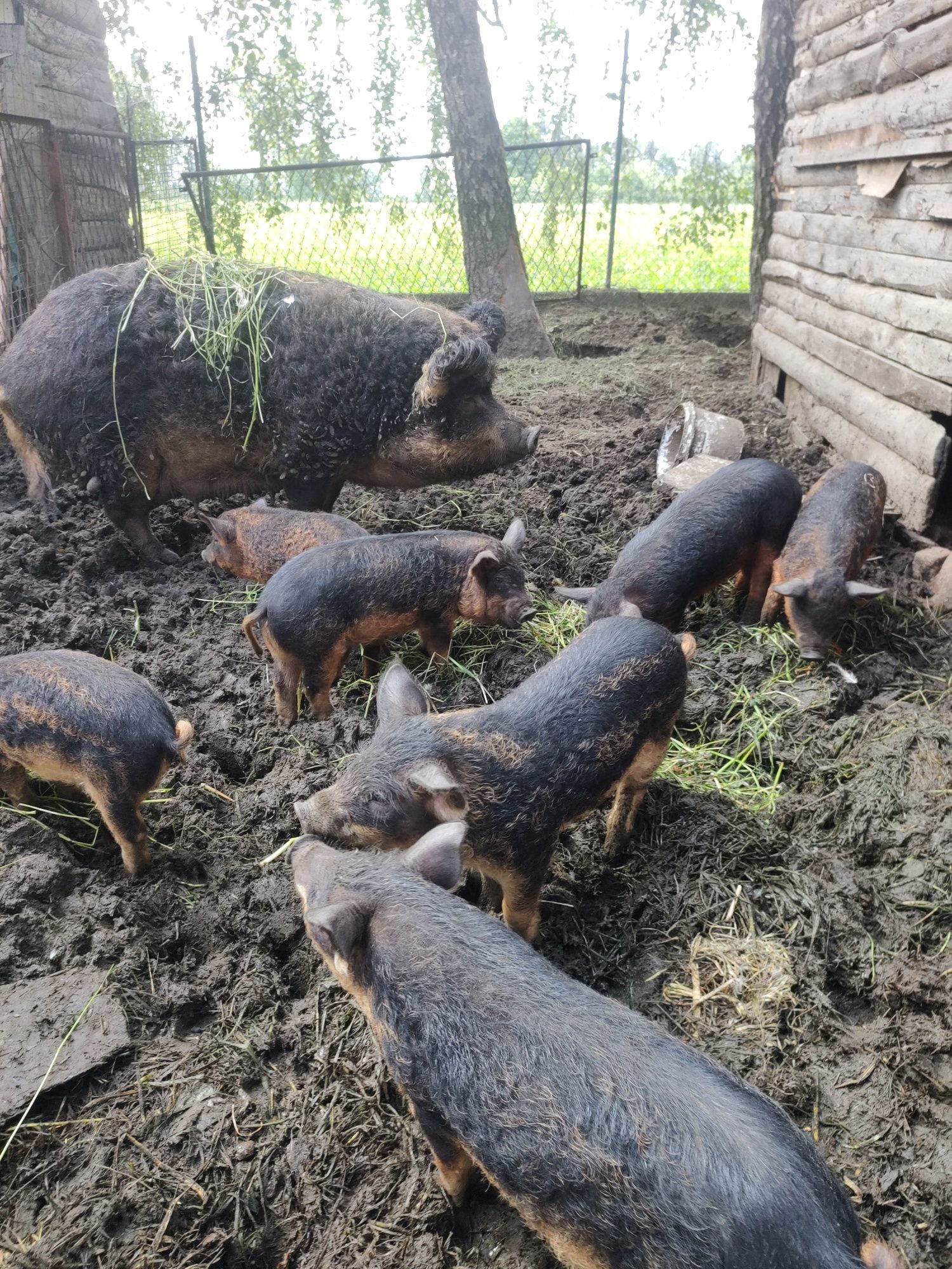 Świnie rasy mangalica loszki maciorka knur