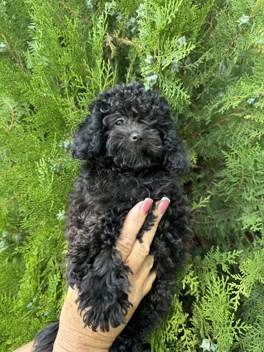 Продаются щенки Той Пудель