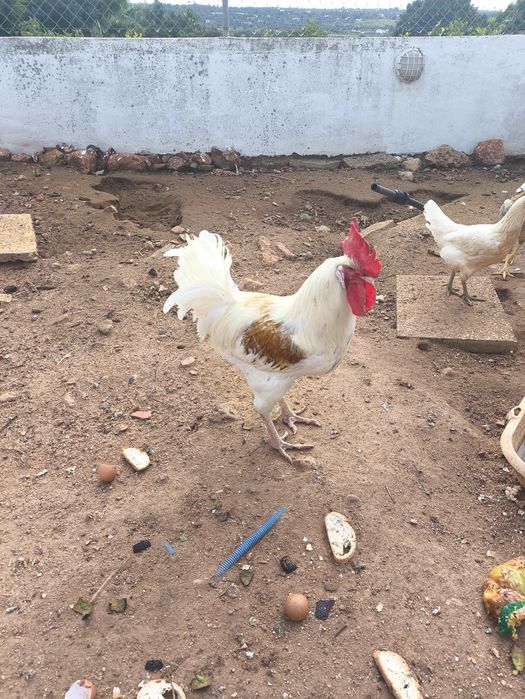 Galo raça empordanesa