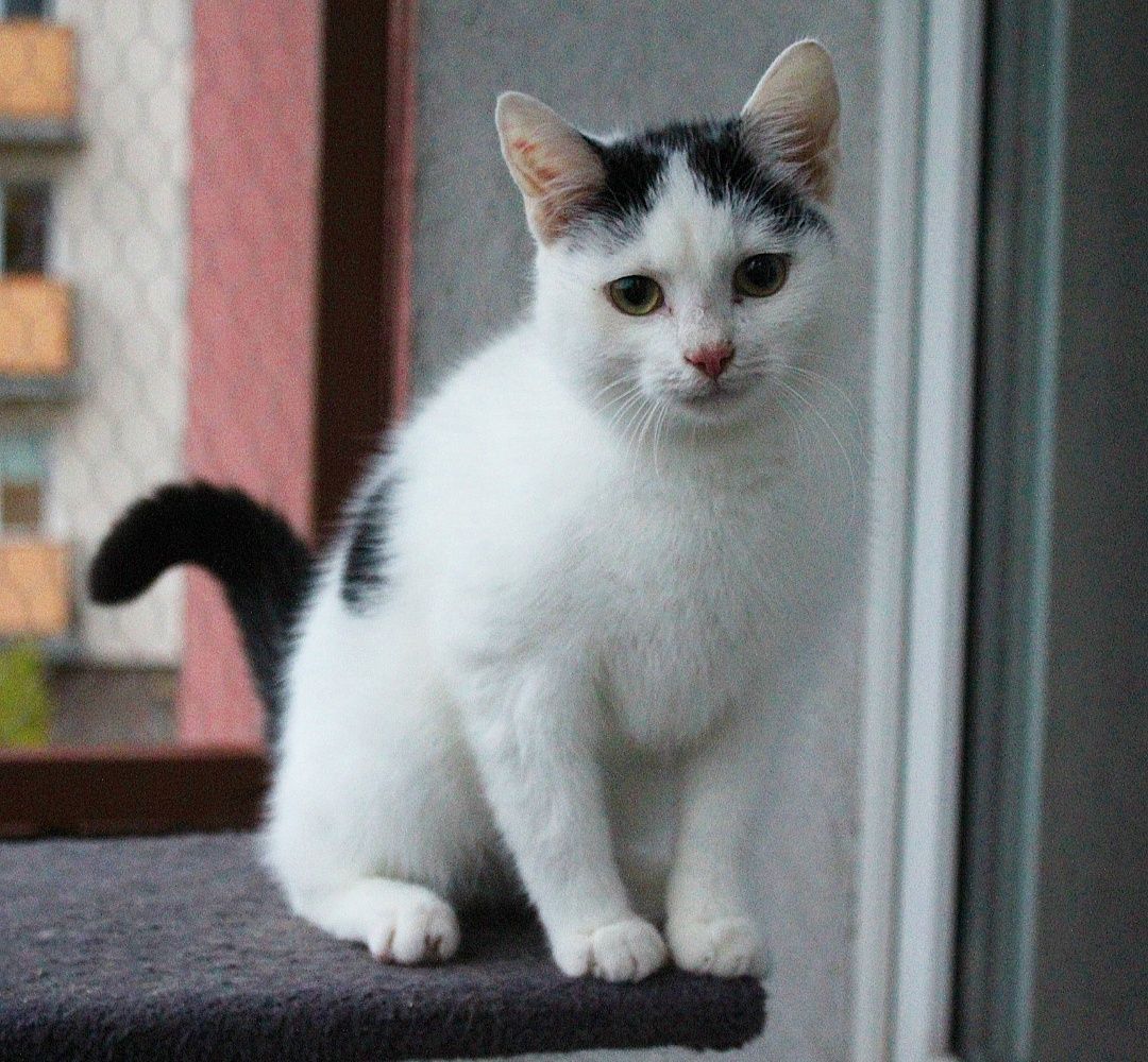 Kocięta do adopcji