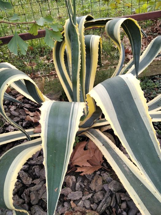 Агава Американська